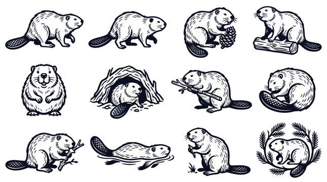 Collection of Diverse Beaver Illustrations in Various Poses.