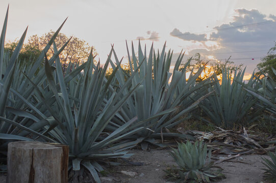 PAISAJE CON AGAVES ESPAD&Iacute;N EN CULTIVO DE MEZCAL