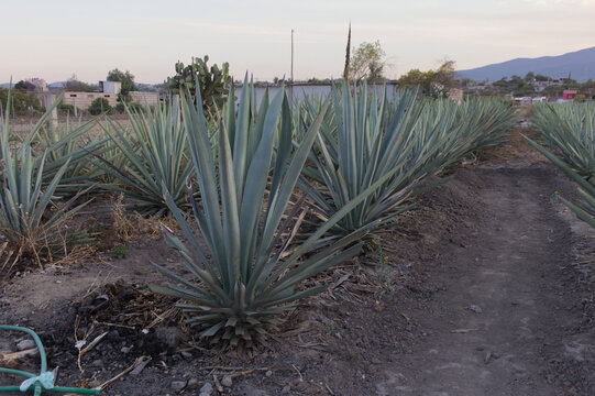 COSECHA DE AGAVE ESPADIN AL ATARDECER PARA MEZCAL