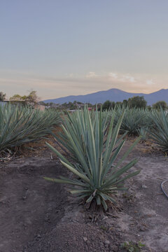 PAISAJE AL ATARDECER CON COSECHA DE AGAVE DE MEZCAL