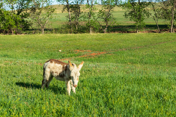 Obraz premium Wild burro foal standing in a meadow