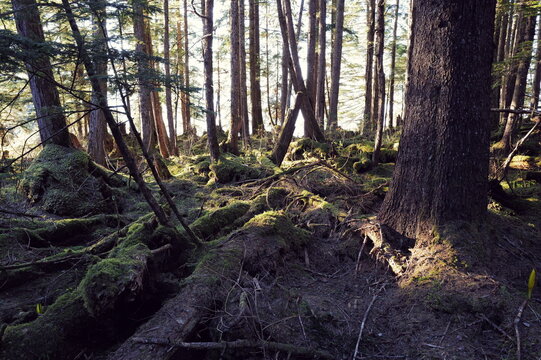 deep woods, mossy undergrowth, Alaskan woodland wilderness