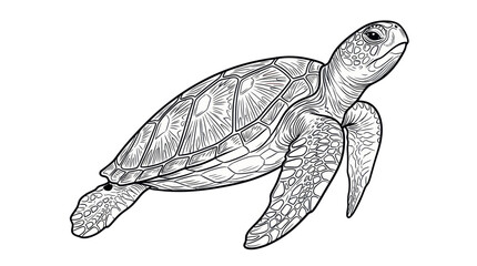 Sea Turtle Line Drawing Illustration © Atok
