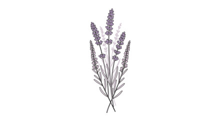 Fototapeta premium Minimalist botanical vector illustration of lavender sprigs with purple floral blooms and black outlines on a white background, suitable for greeting cards and cosmetic packaging design.