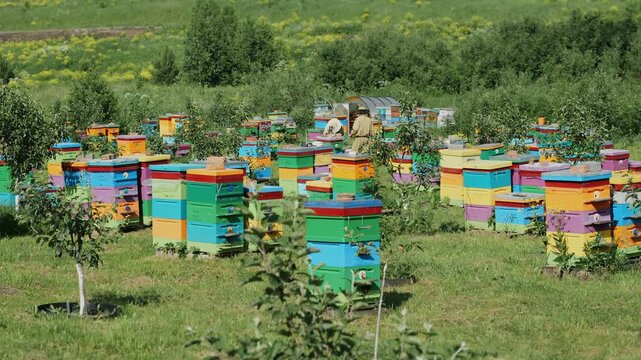 Large apiary with colorful beehives located in a green countryside landscape. Beekeeping farm producing natural honey and supporting pollination.