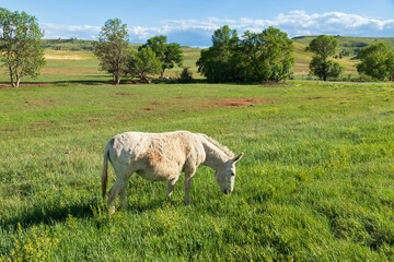 Fototapeta premium Pregnant burro in a meadow