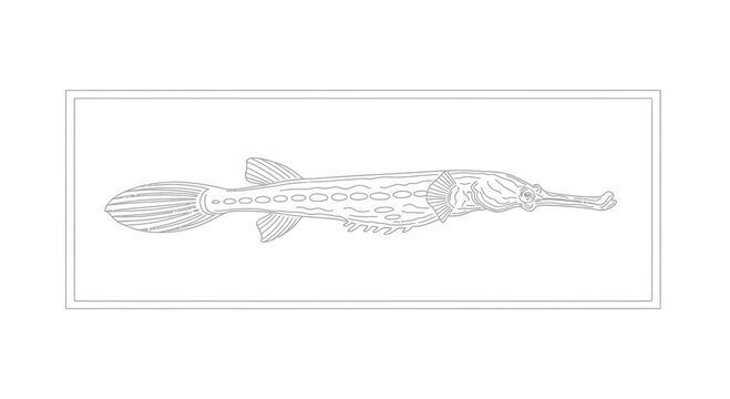 Outline drawing of a longnose gar fish, scientific illustration, isolated on white background