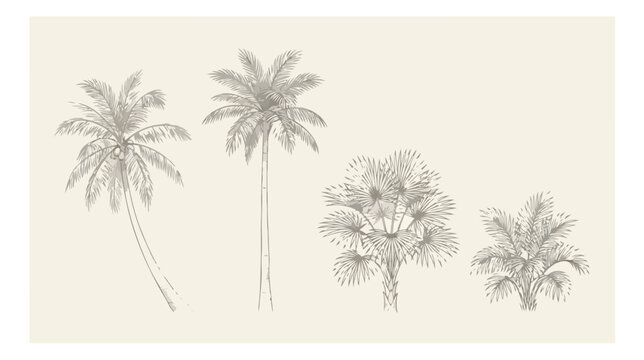 Vintage hand drawn palm tree sketches, set of 4 tropical botanical vector illustrations, antique pencil style exotic foliage on beige background