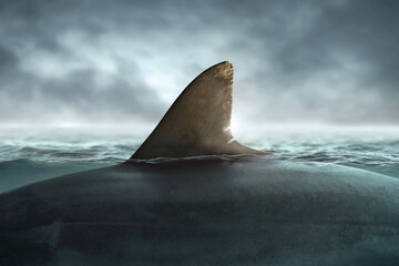 Obraz premium Great white shark fin over the ocean
