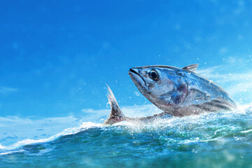 Fototapeta premium Skipjack tuna fish jumping out of the water with a spalsh under a blue sky