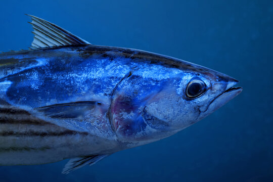 Closeup of skipjack tuna fish swimming in the ocean