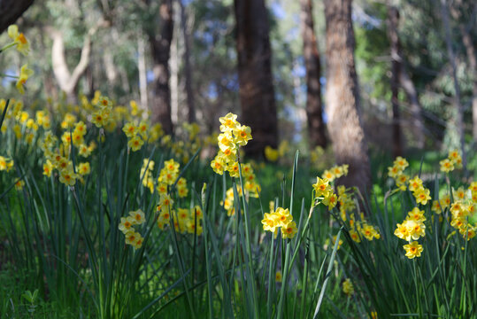 Daffodils glowing in springtime afternoon sun. Depth of field was used to create emphasis on bright yellow flowers in the foreground.