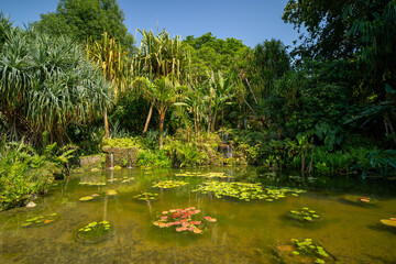 A beautiful tropical pond with green water lilies and a rocky waterfall cascades inside the public park of Florida. © AncientAftertone
