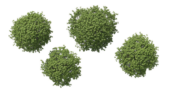 Four green deciduous trees seen from a top-down aerial perspective isolated on a solid black background, for architectural rendering