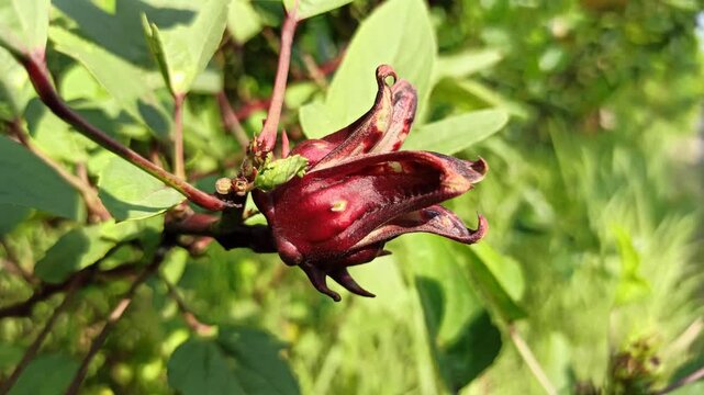 Healthy Hibiscus sabdariffa plant displaying distinctive red calyces and green foliage, widely cultivated for culinary, beverage, and ornamental purposes.