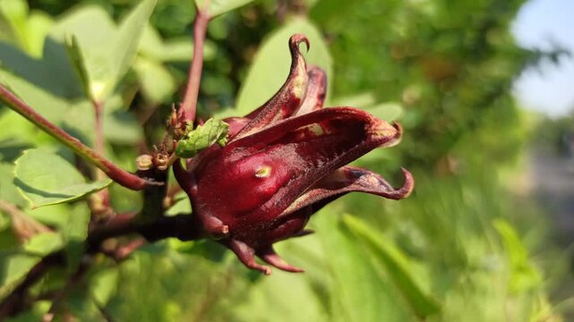 Healthy Hibiscus sabdariffa plant displaying distinctive red calyces and green foliage, widely cultivated for culinary, beverage, and ornamental purposes.
