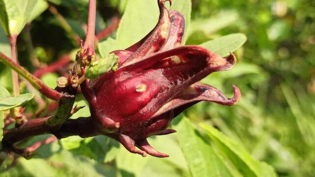 Healthy Hibiscus sabdariffa plant displaying distinctive red calyces and green foliage, widely cultivated for culinary, beverage, and ornamental purposes.