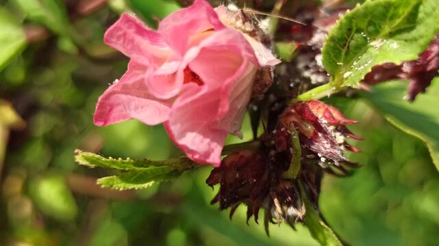 Beautiful Hibiscus sabdariffa flower growing naturally in a tropical garden, displaying distinctive floral characteristics and vibrant botanical appeal