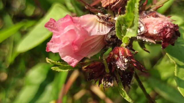 Beautiful Hibiscus sabdariffa flower growing naturally in a tropical garden, displaying distinctive floral characteristics and vibrant botanical appeal