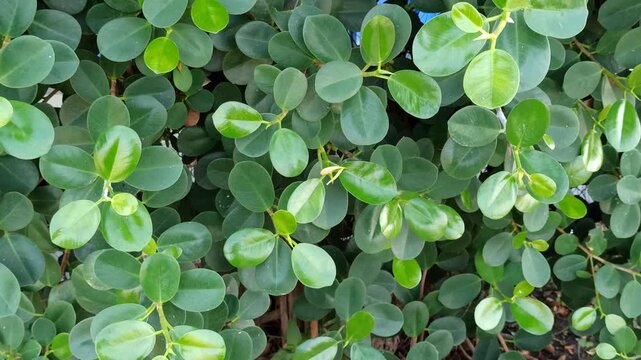 Dense Ficus microcarpa foliage forming a natural green background, highlighting leaf texture, lush vegetation, and tropical botanical patterns.