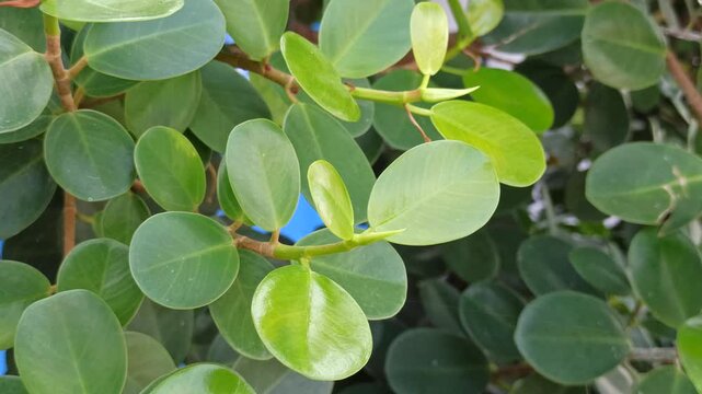 Dense Ficus microcarpa foliage forming a natural green background, highlighting leaf texture, lush vegetation, and tropical botanical patterns.
