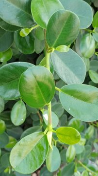 Dense Ficus microcarpa foliage forming a natural green background, highlighting leaf texture, lush vegetation, and tropical botanical patterns.