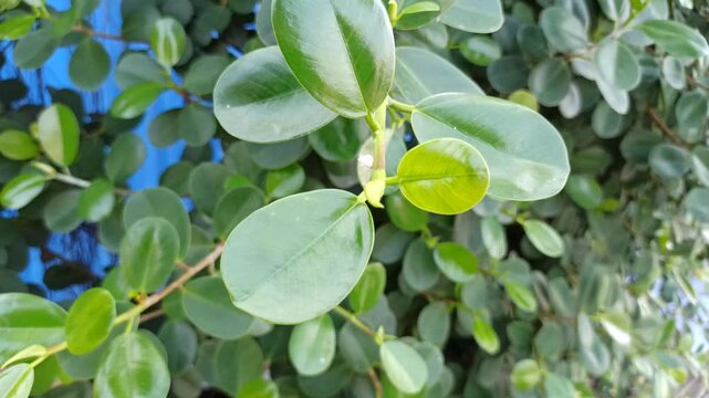 Dense Ficus microcarpa foliage forming a natural green background, highlighting leaf texture, lush vegetation, and tropical botanical patterns.