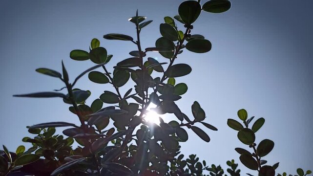 Dense Ficus microcarpa foliage forming a natural green background, highlighting leaf texture, lush vegetation, and tropical botanical patterns.