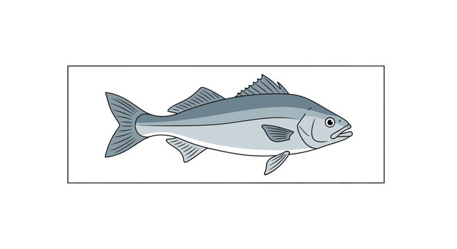 Illustration of a Bluefish swimming, isolated on white background