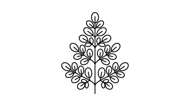 Minimalist line art illustration of a moringa leaf branch.