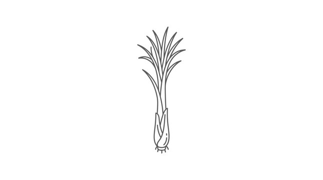 A simple black and white line drawing of a sugarcane plant.
