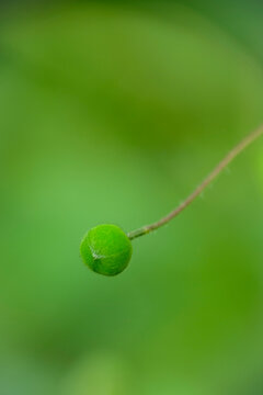 Macro shot of tiny Camelina sativa wildflower in park