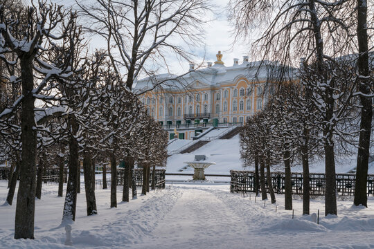 St. Petersburg, Russia, February 16, 2025: An alley in a snow-covered Lower Park leading to the Italian Fountain and the Grand Peterhof Palace on a sunny winter day