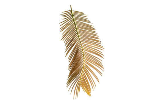 Single dried palm frond isolated on white background, golden brown cycas leaf element for bohemian graphic design decoration
