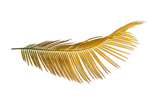 Single dried palm frond isolated on white background, golden brown cycas leaf element for bohemian graphic design decoration