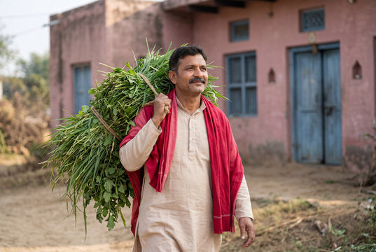 Indian farmer carrying a bundle of green fodder on his shoulder in a rural village