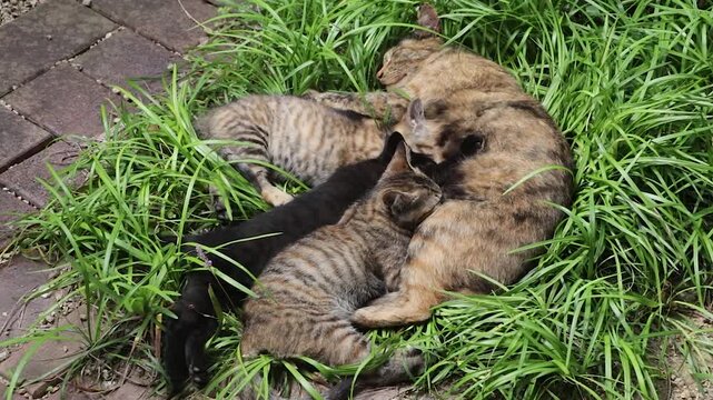 おっぱいを飲む子猫たち