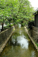 Fototapeta premium Green canopy over tranquil canal reflecting nature