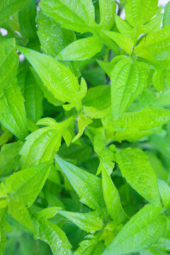 green leaves botanical background, rudbekia