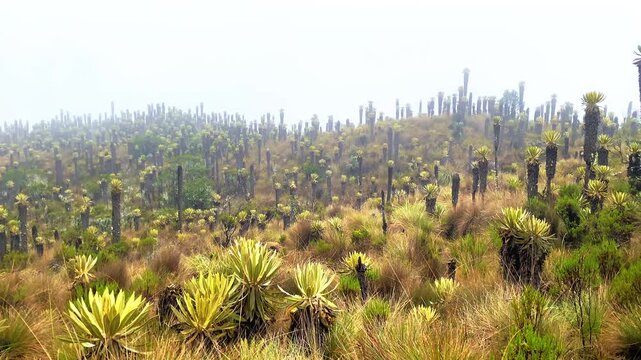 Panning shot of frailejones Espeletia field on misty Andean volcanic slope near Murillo, Colombia. Highland p&aacute;ramo landscape, cinematic nature footage.