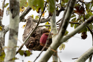 sloth © andre_zumak
