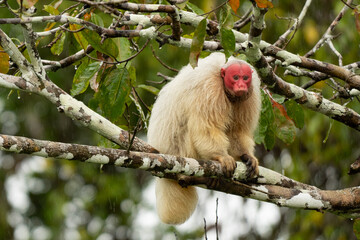 Uakari Monkey  © andre_zumak