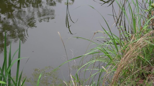 池の青トンボ（とんぼ）とアメンボ・夏の昆虫と水生植物の動画素材