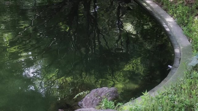 森の緑を映して揺らめく池の水面と自然の風景