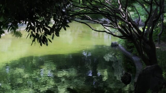 森の緑を映して揺らめく池の水面と自然の風景