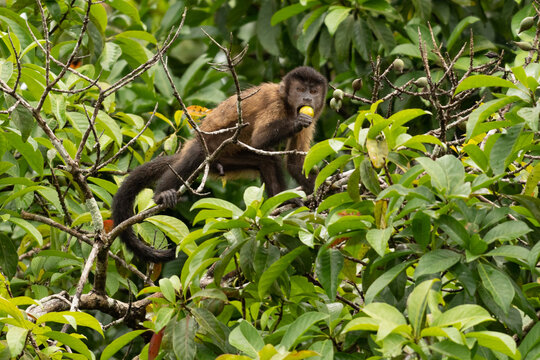 monkey eat fruit from varzea