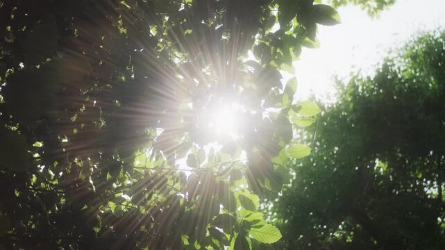 さわやかな自然あふれる森林の山道　見上げた新緑の葉に当たる太陽の強い日差しと木陰・木漏れ日の差し込む葉陰　春・夏・夏休み・アウトドア・行楽・季節・登山