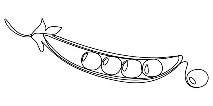 Continuous line drawing of a green pea pod with organic peas inside Vector, illustration