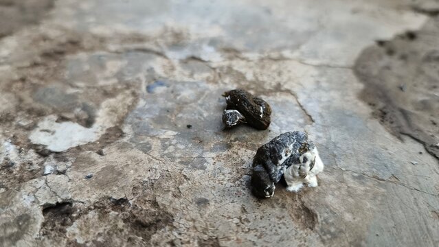 Macro shot of bird feces on the ground representing hygiene and veterinary concepts