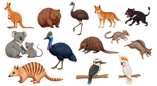 Australian animals illustrations, wildlife collection, educational background